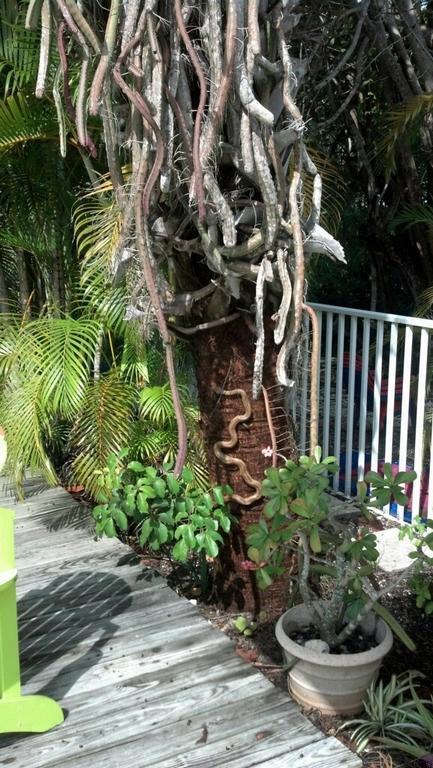 Sunshine Island Inn - Adults Only Sanibel Luaran gambar